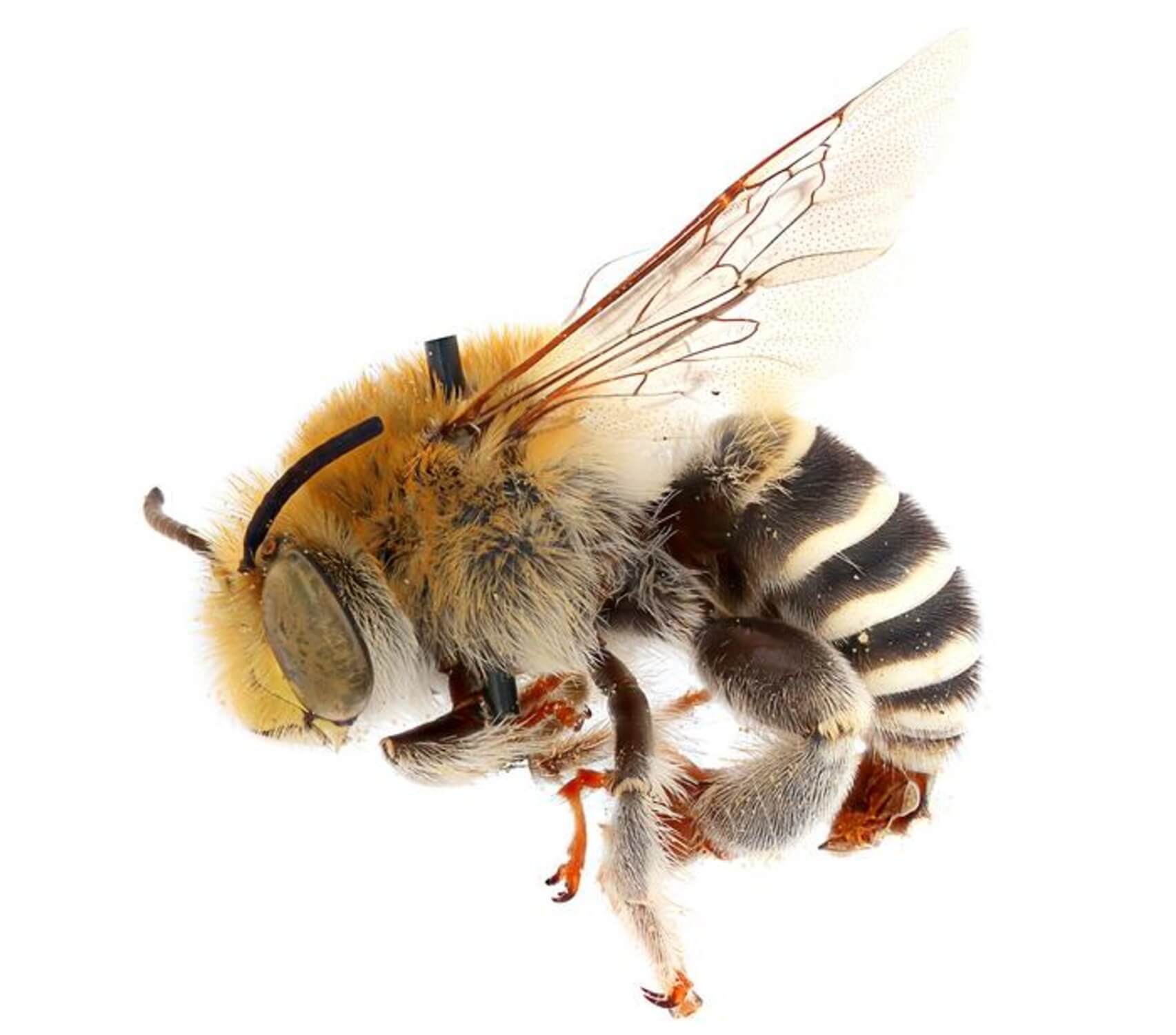 Photos of bees made using the team’s imaging system