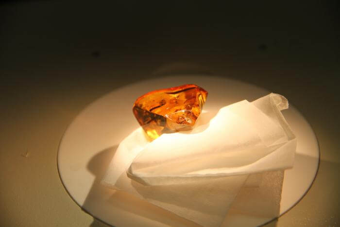 A piece of ancient amber containing a tiny, fossilized bee