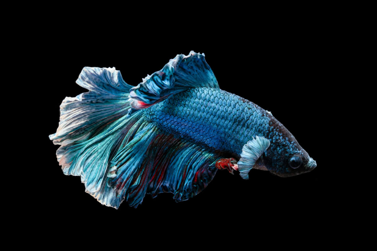 Blue Betta fish