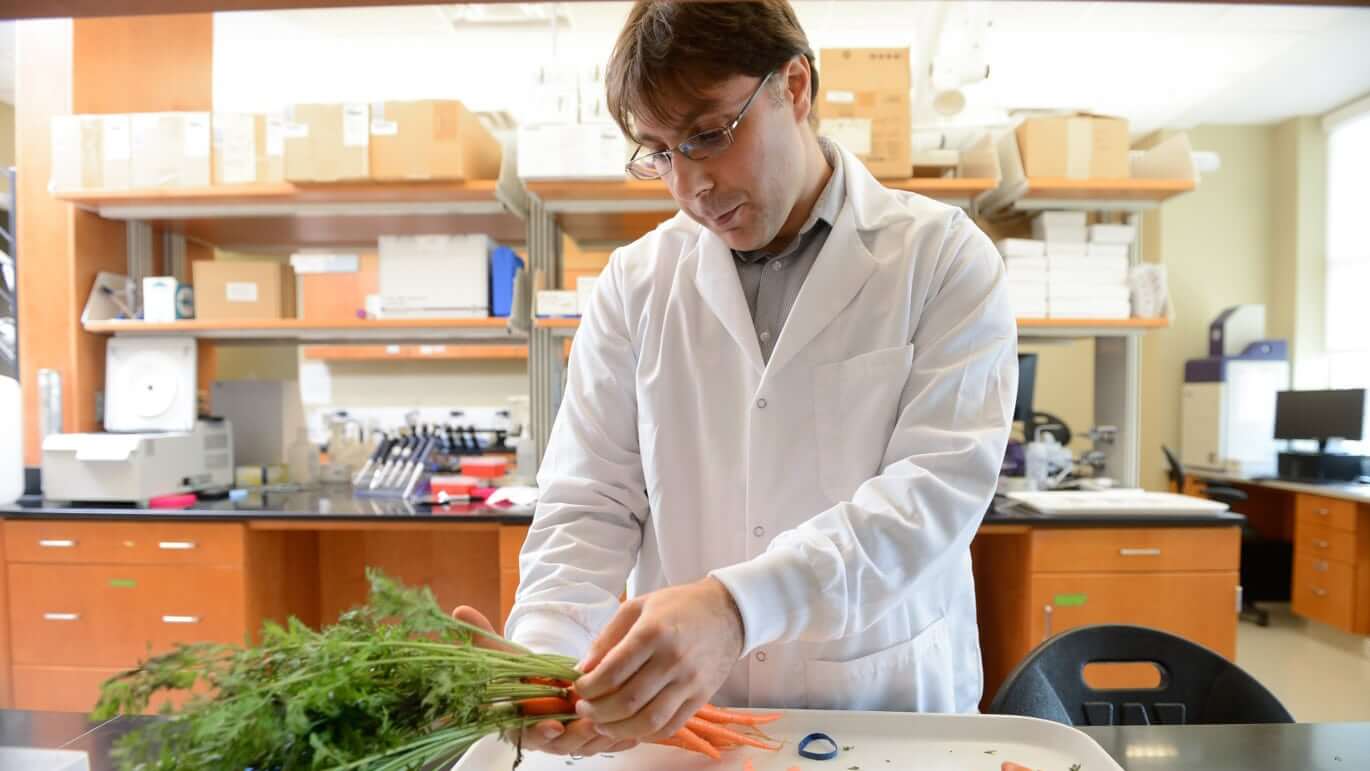 Massimo Iorizzo examines orange carrots to learn more about their pigmentation and domestication