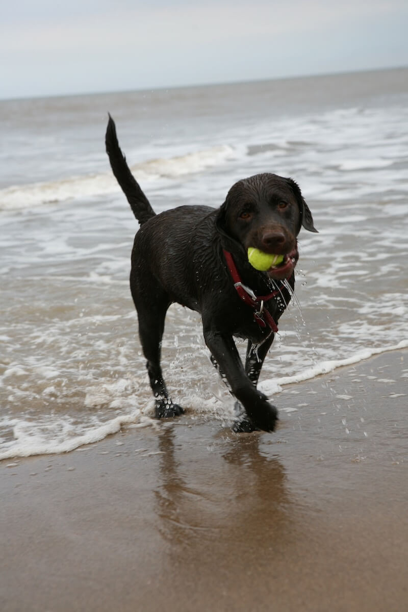 Brown lab playing fetch at the beach