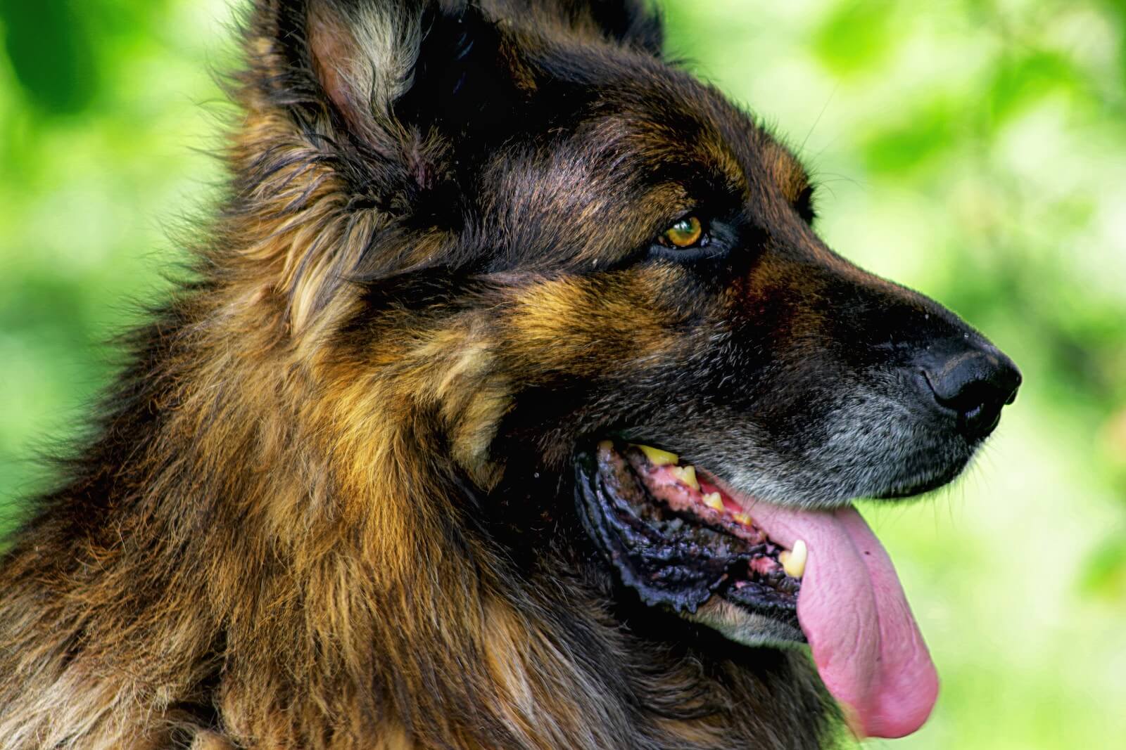 The 7 Most Protective Dog Breeds