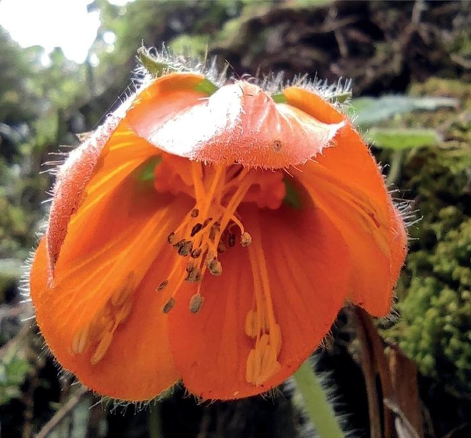 Flower of Nasa ferox. 