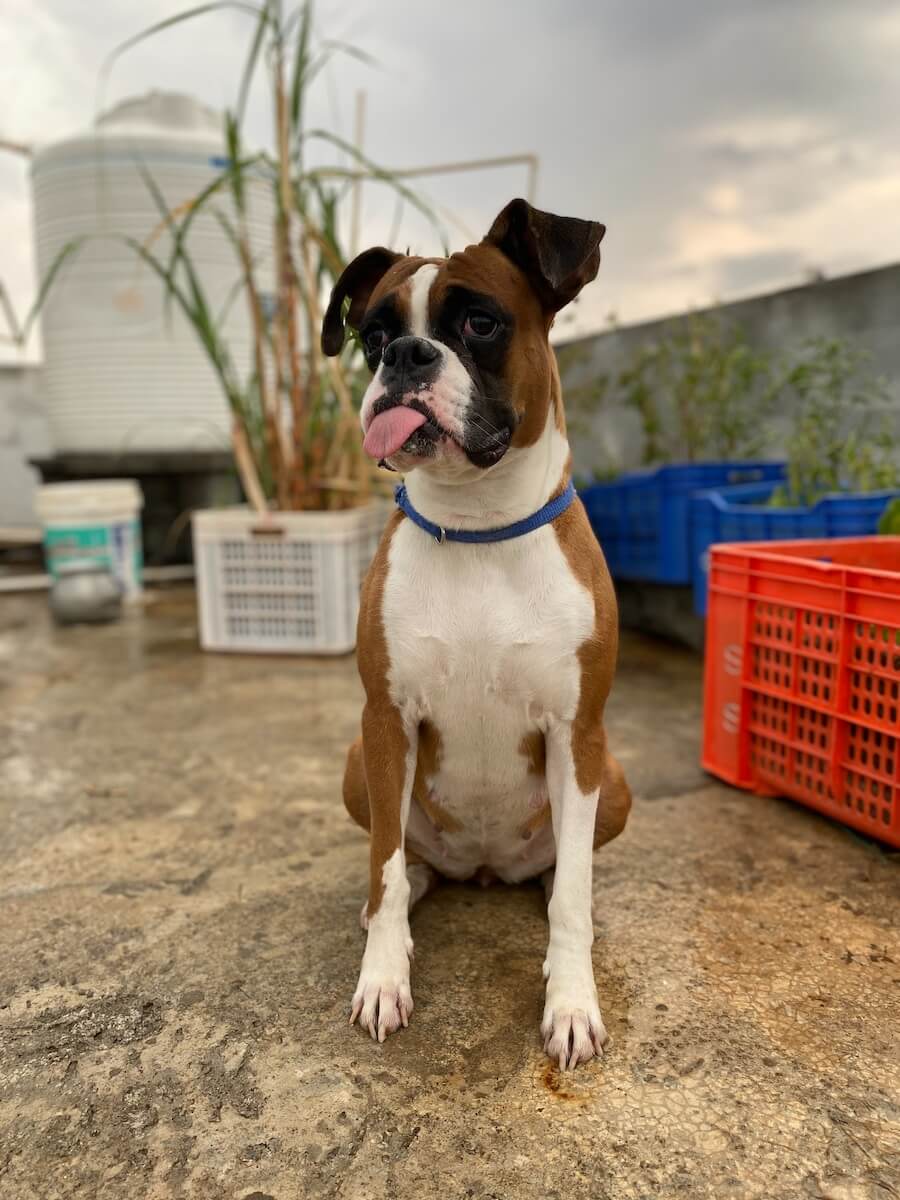 Boxer with its tongue out