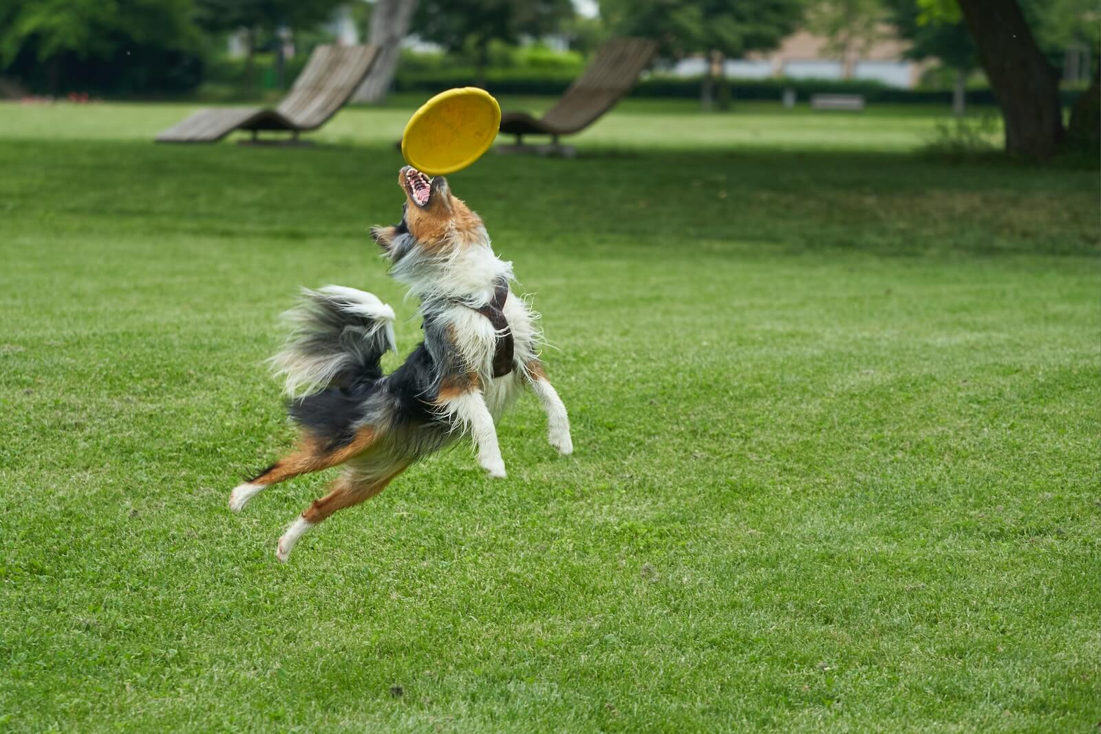 Australian Shepherd playing frisbee