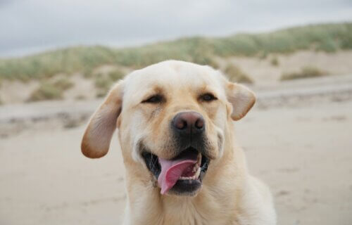 A Yellow Lab on the beach