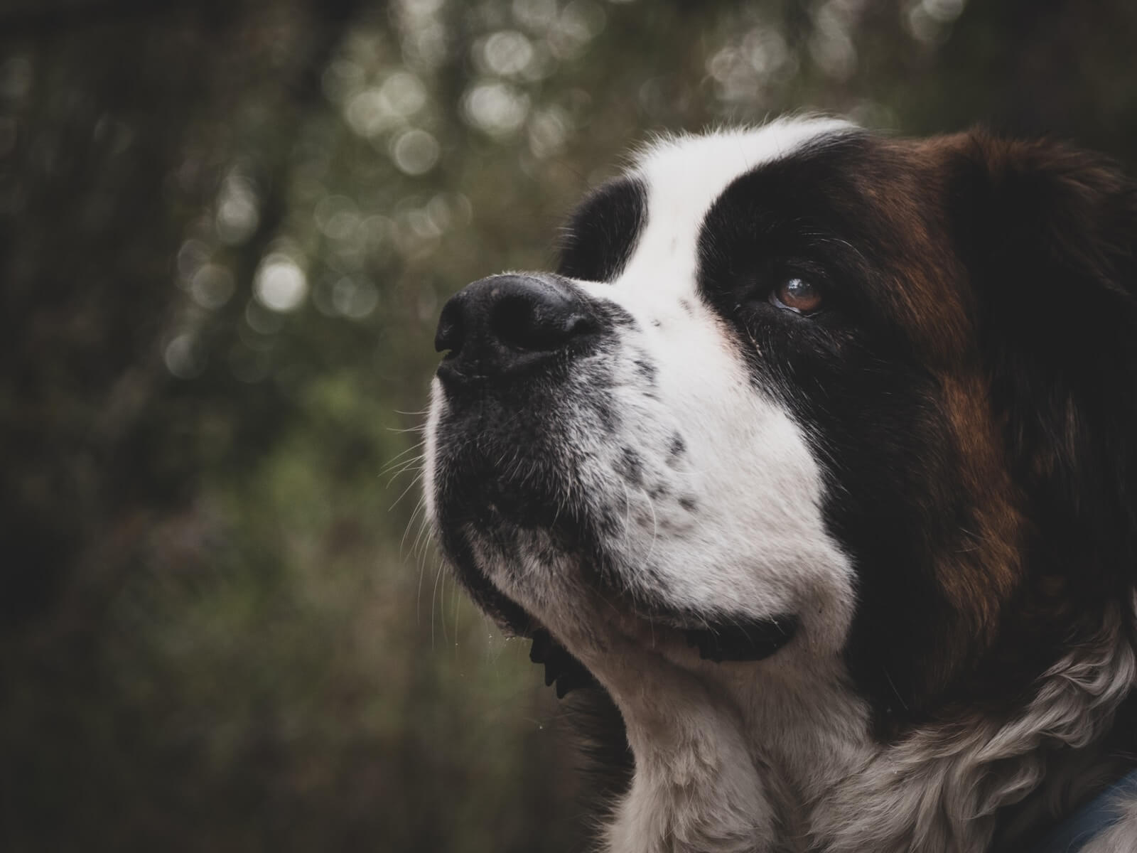 selective focus of Saint Bernard dog photo by JJ Shev on Unsplash