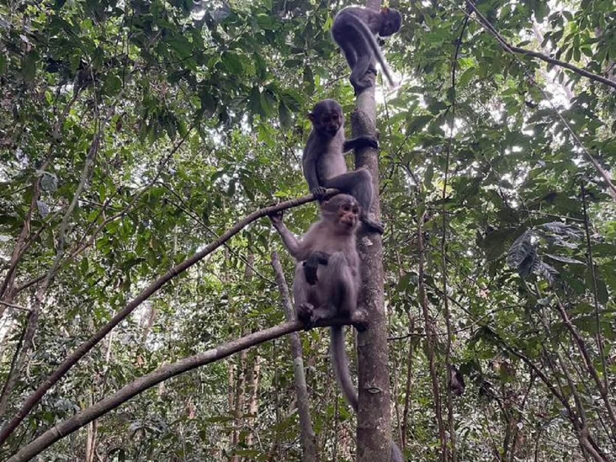 Three small black mangabey monkeys sitting in a tree