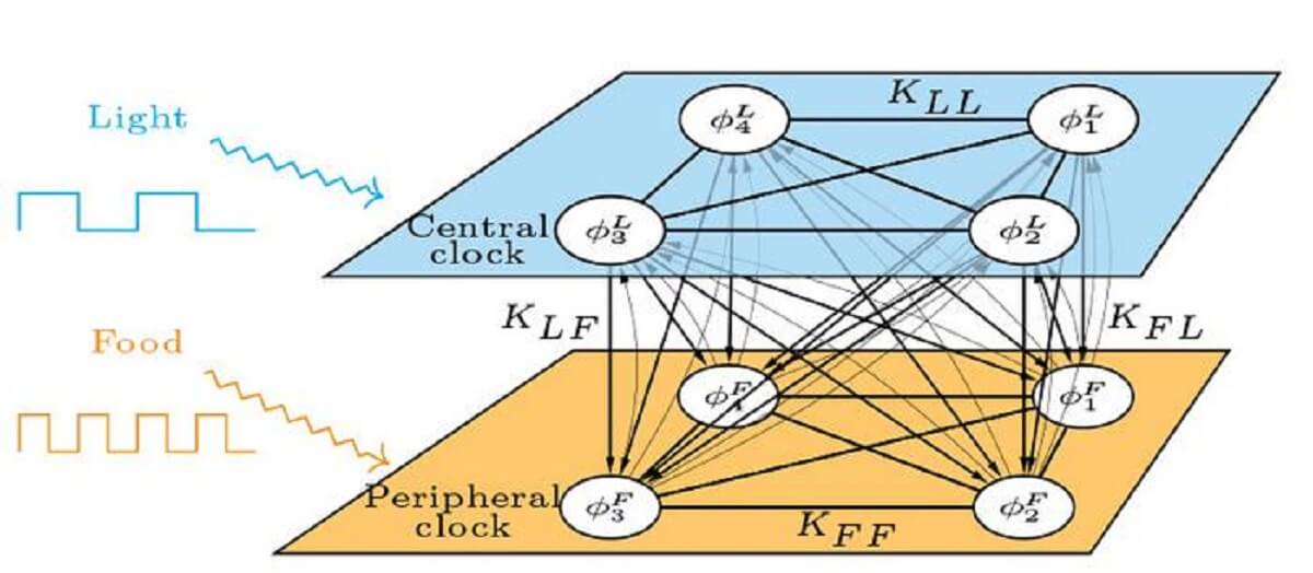 Schematic of the mathematical model. The model consists of two populations of coupled oscillators, where one population represents the central clock in the brain, entrained by light, and the other population represents the peripheral clocks.
