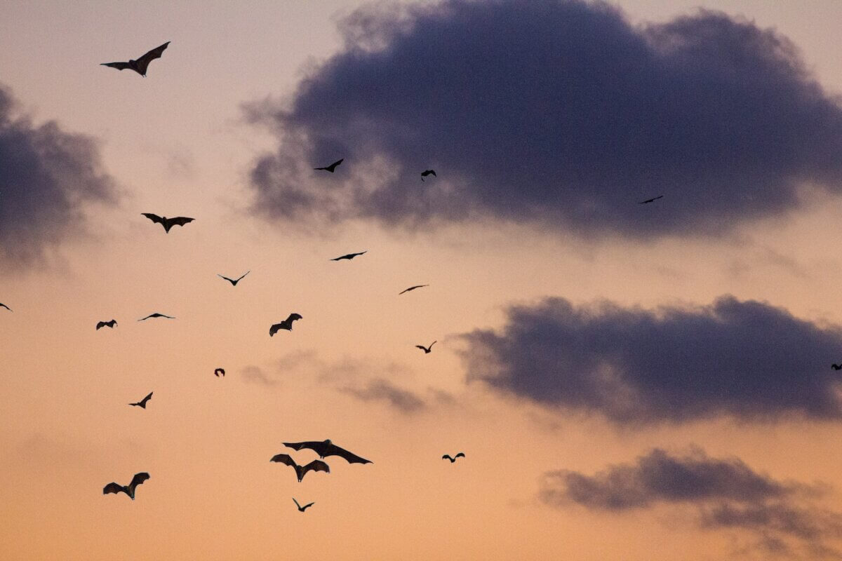 Bats flying in the sky at sundown