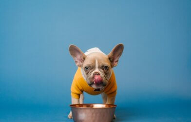 French bulldog with bowl