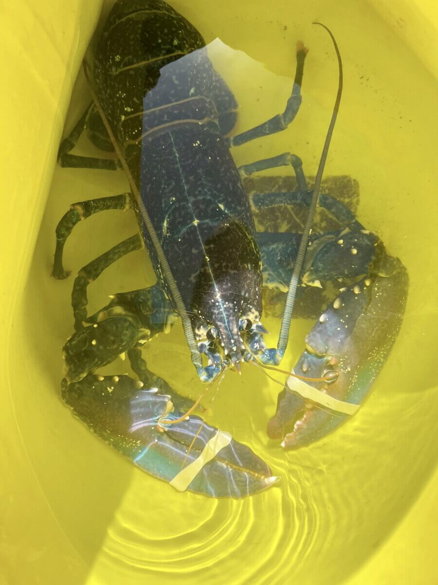The blue lobster found by fisherman in the Plymouth Sound, Devon.
