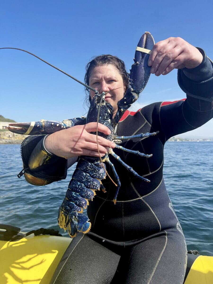 The blue lobster found by fisherman in the Plymouth Sound, Devon.