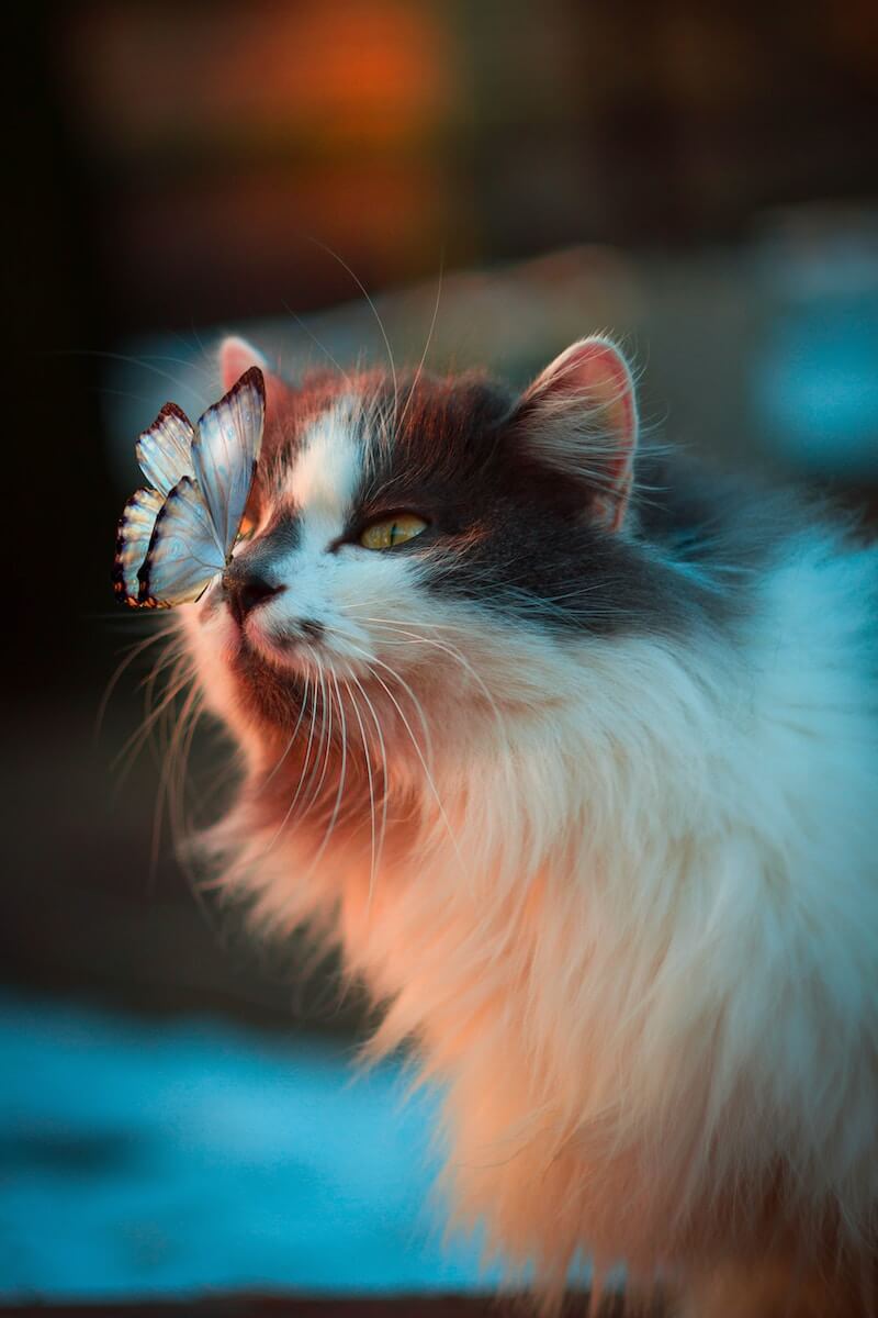 A Ragamuffin cat with a butterfly on its nose