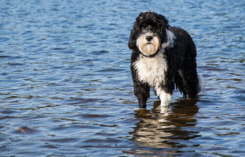 Portuguese Water Dog swimming