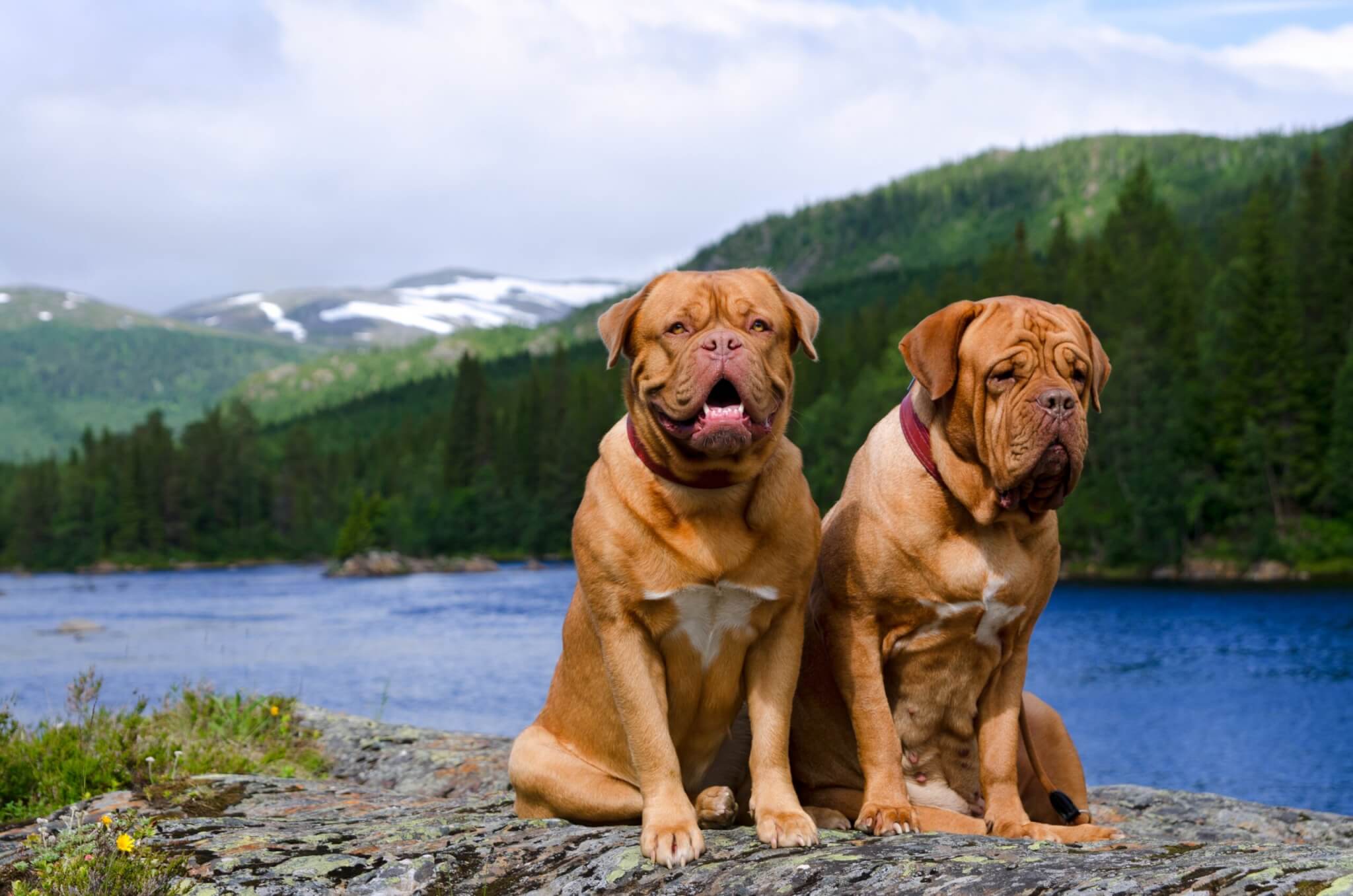 Two Dogue de Bordeaux stting by a lake in the mountains