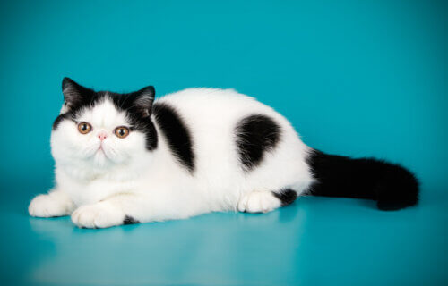 Black and white Exotic Shorthair cat