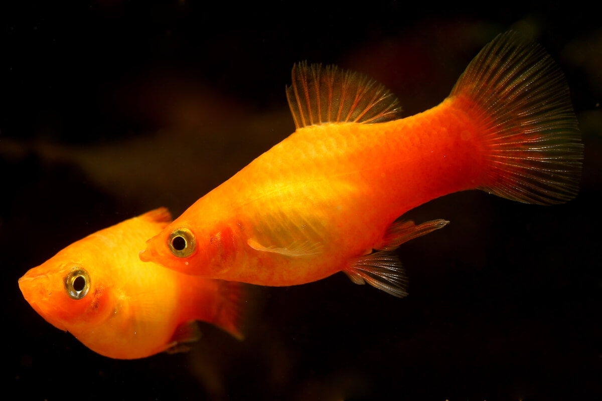 Two Southern Platy Fish