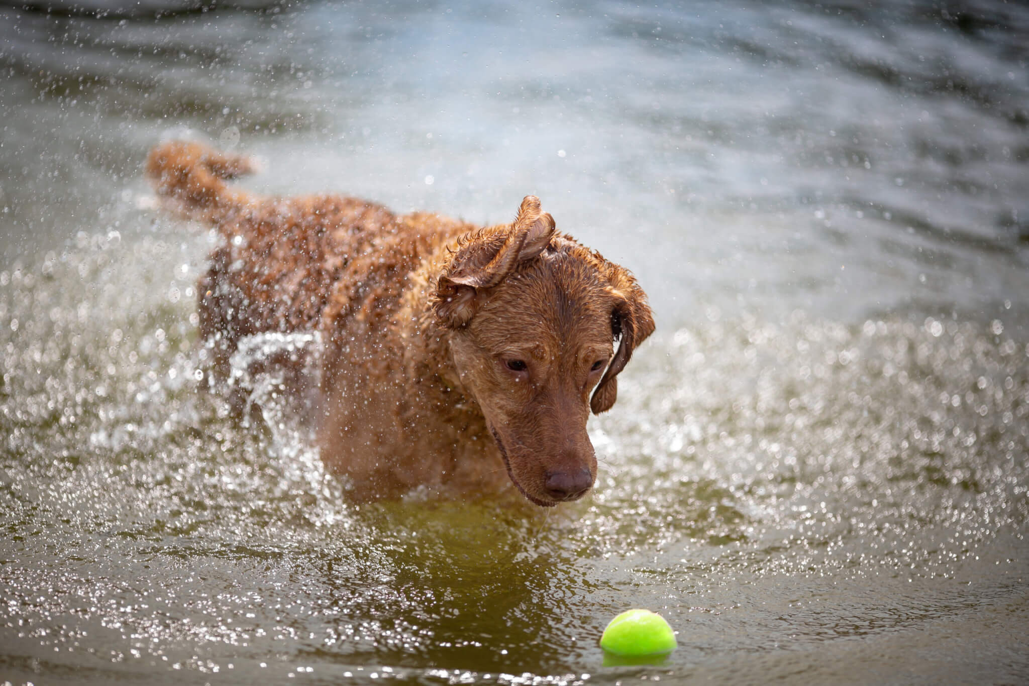 Chesapeake Bay Retriever playing ball in the water