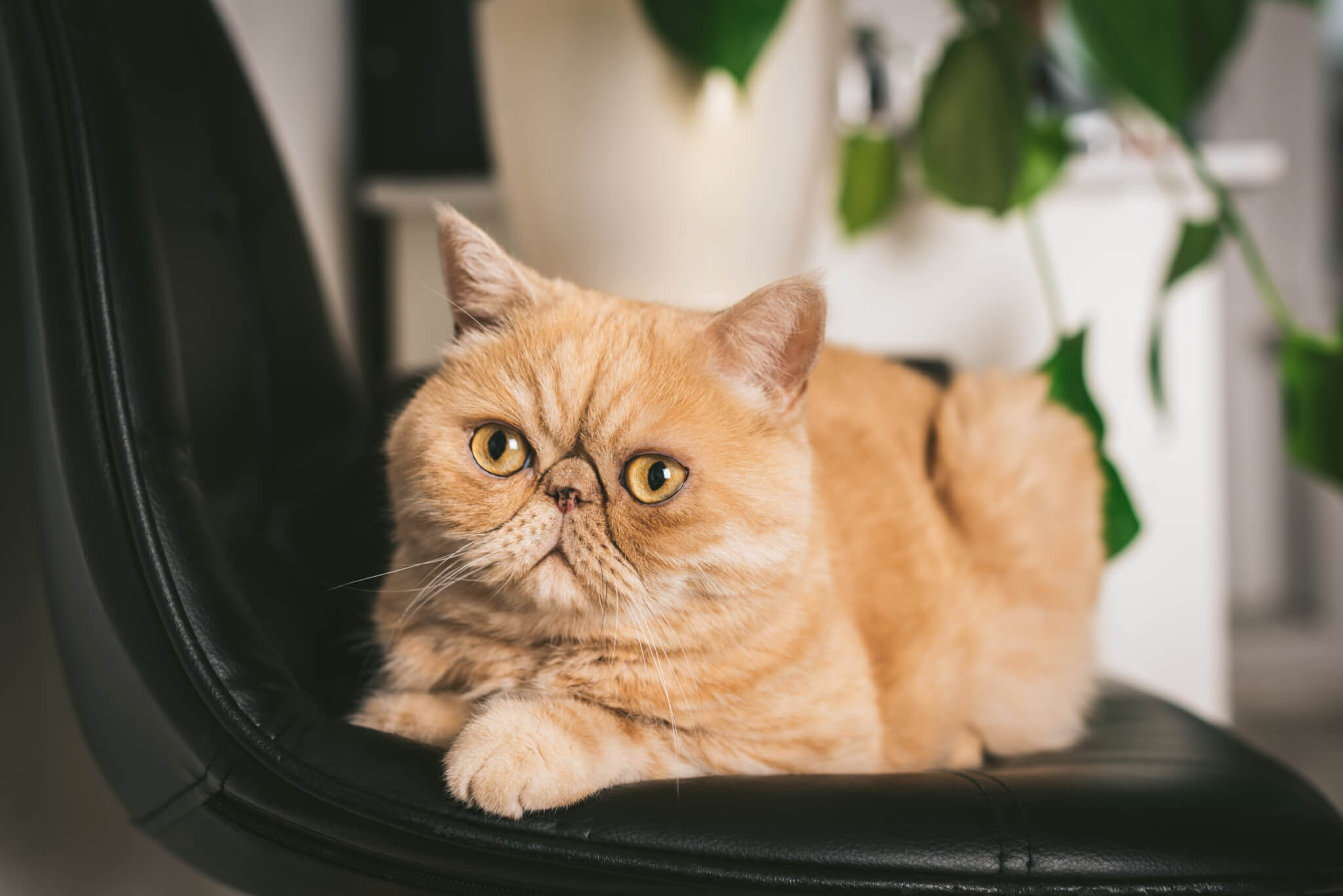 Ginger Exotic Shorthair on a desk chair 
