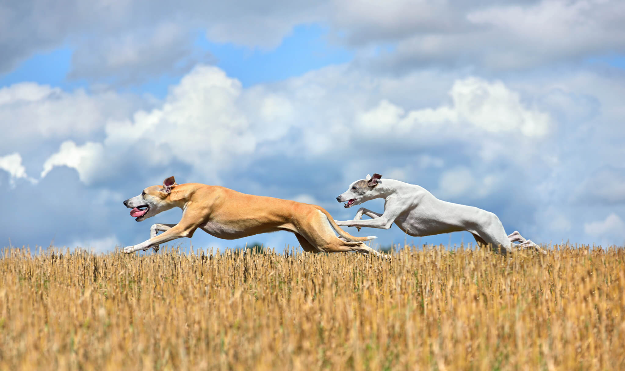Two Greyhounds running