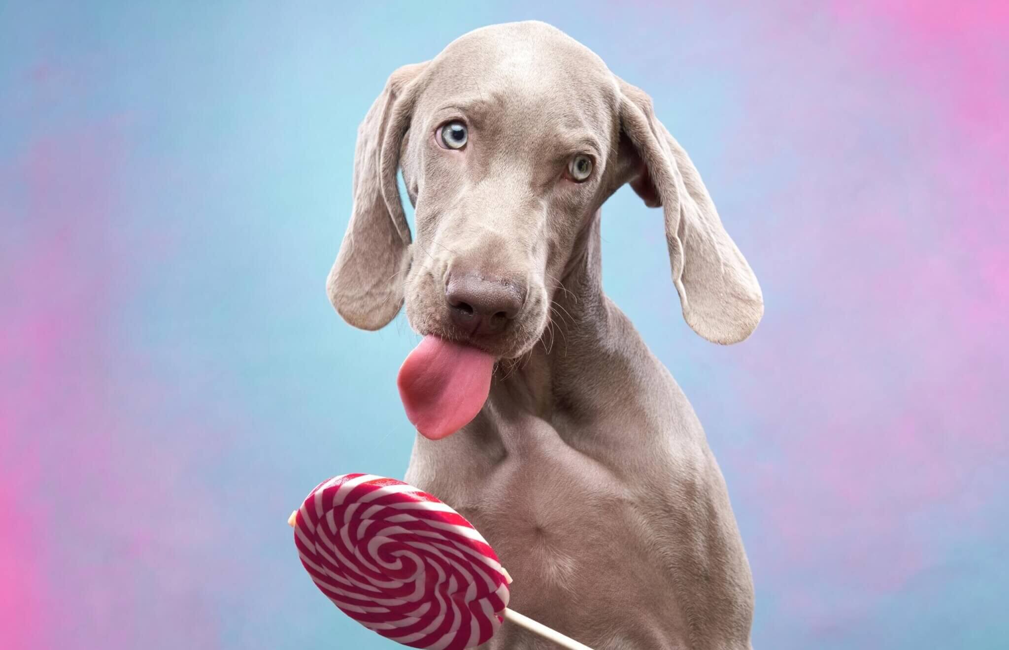 A Weimaraner licking a lollipop