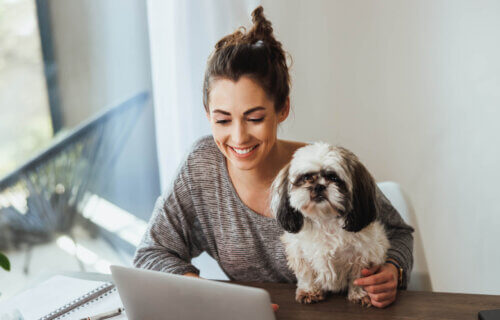 A woman working with her Shih Tzu on her lap