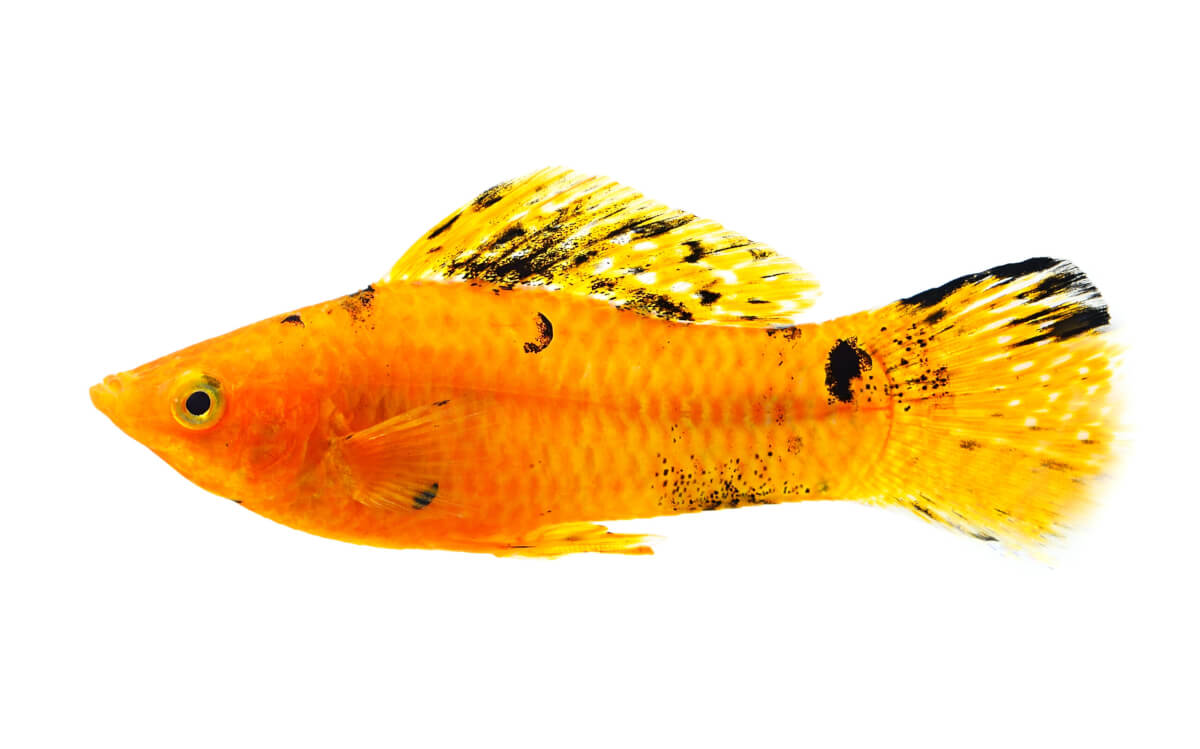 Orange and black Molly fish