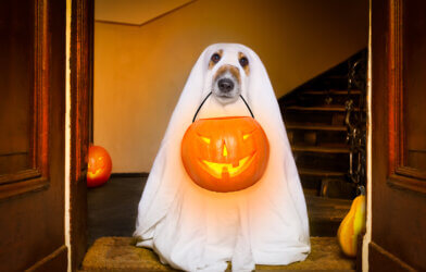 A dog trick-or-treating in a ghost costume