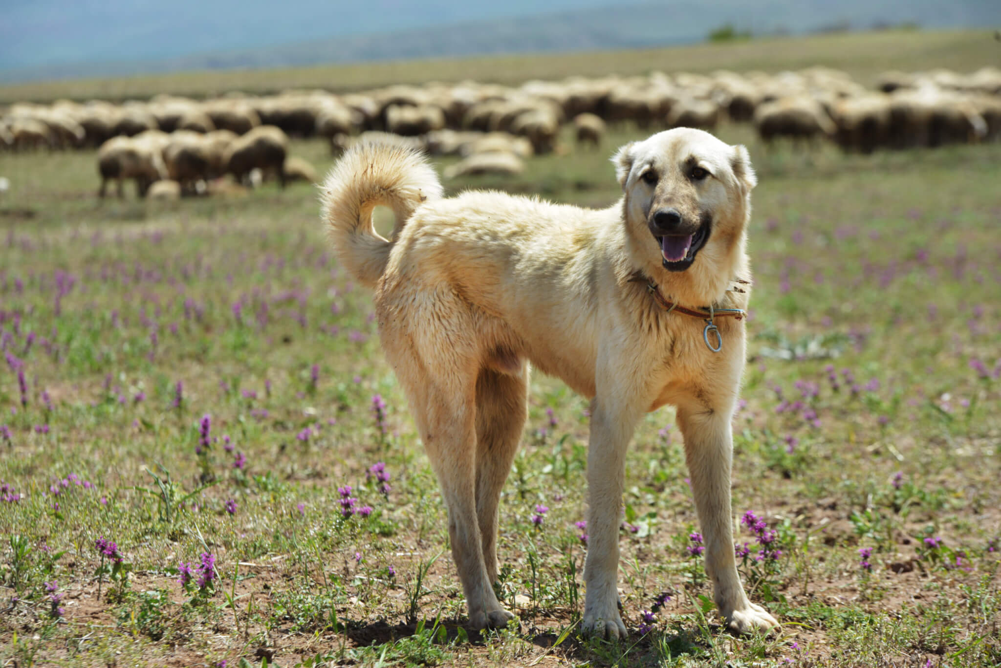 Kangal dog on a sheep farm in Turkey