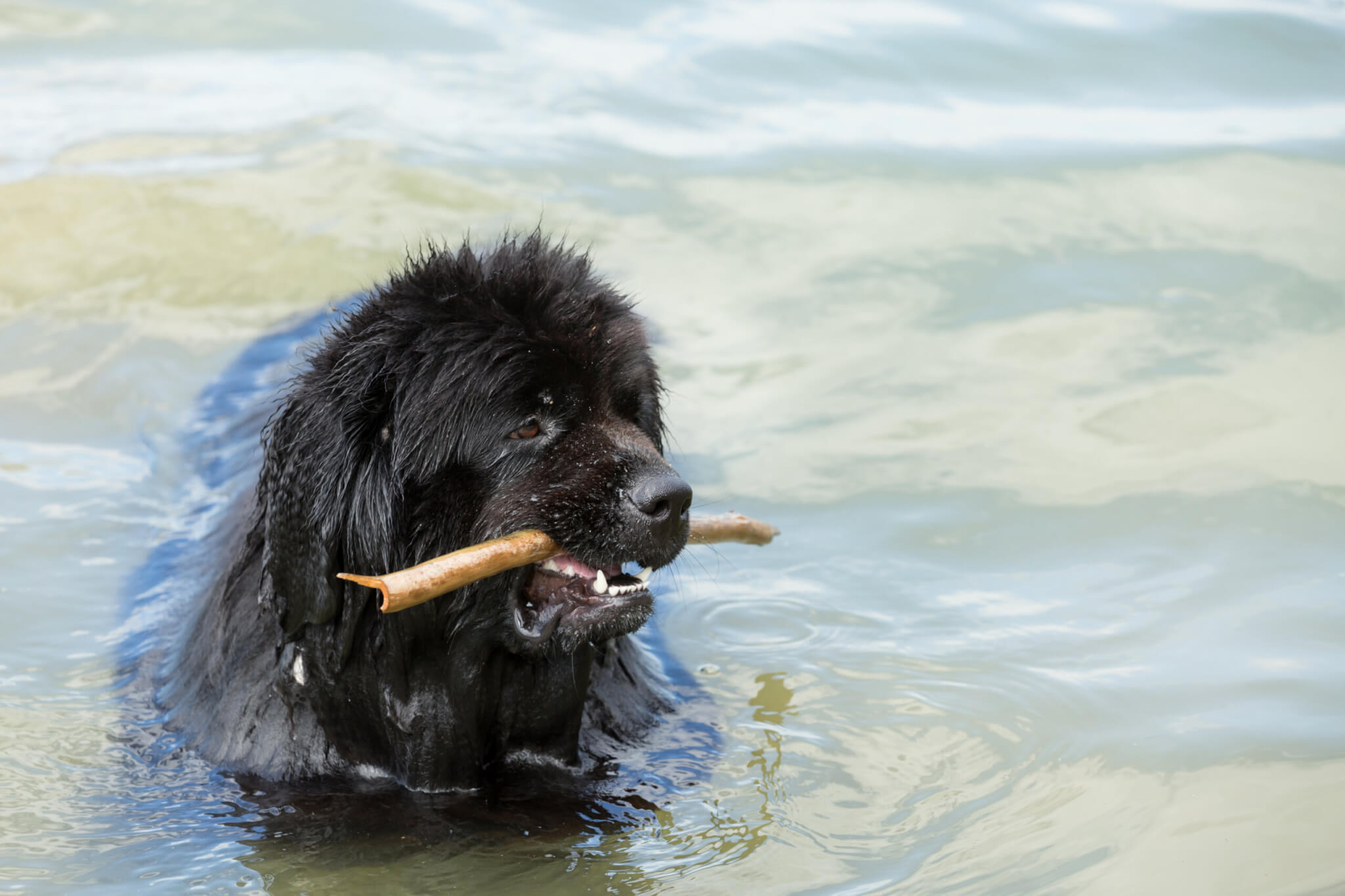 Newfoundland fetching a stick in the water