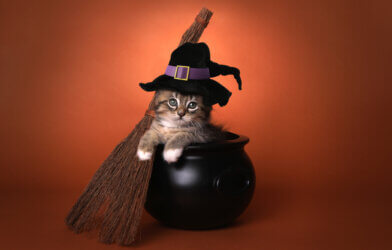 A cat dressed as a witch for Halloween