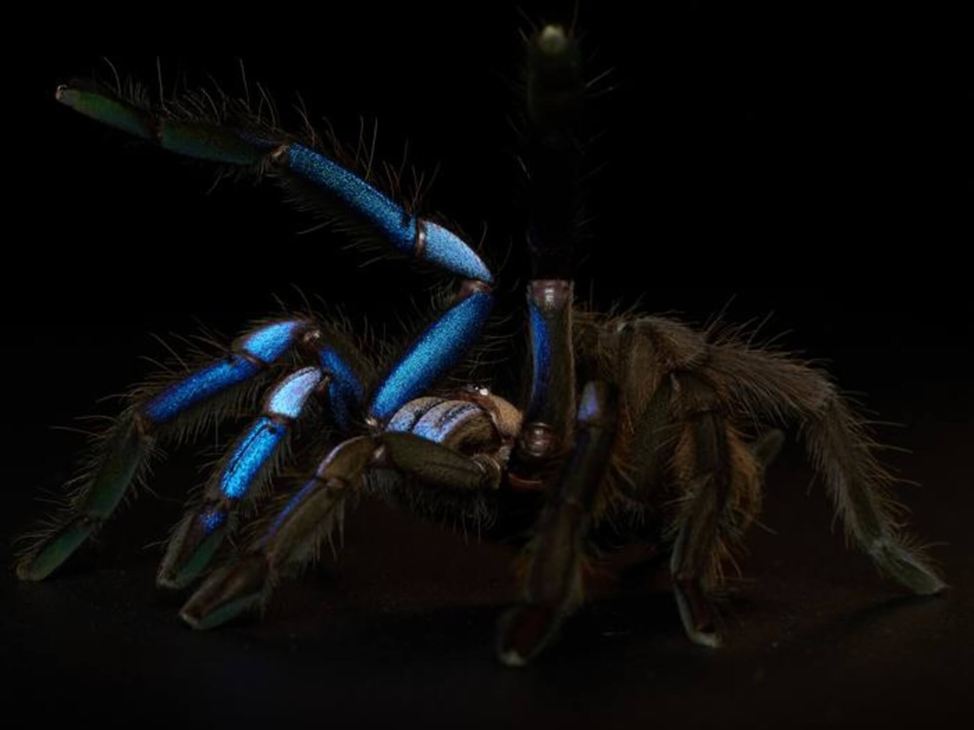 Electric blue spider Chilobrachys natanicharum
