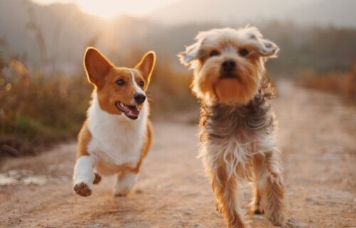 Two dogs running together