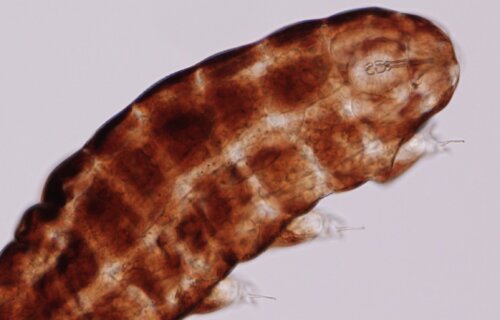 Tardigrade under a microscope
