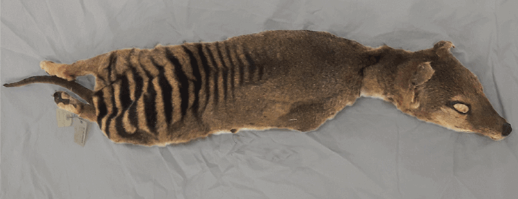 Tasmanian tiger specimen used in the study and preserved in desiccation at room temperature in the Swedish National History Museum in Stockholm