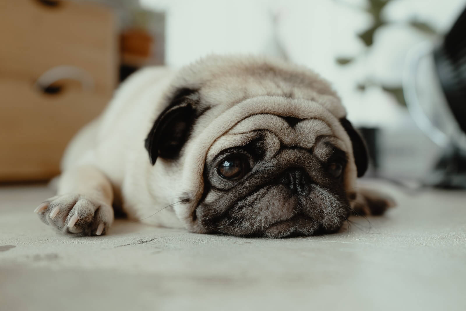 Sad dog, a Pug, lying on the floor