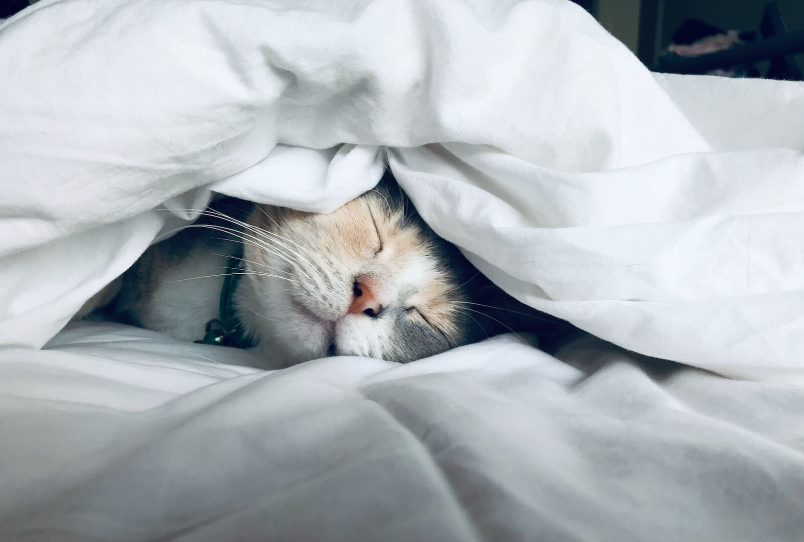 White cat sleeps under white comforter photo by Kate Stone Matheson on Unsplash