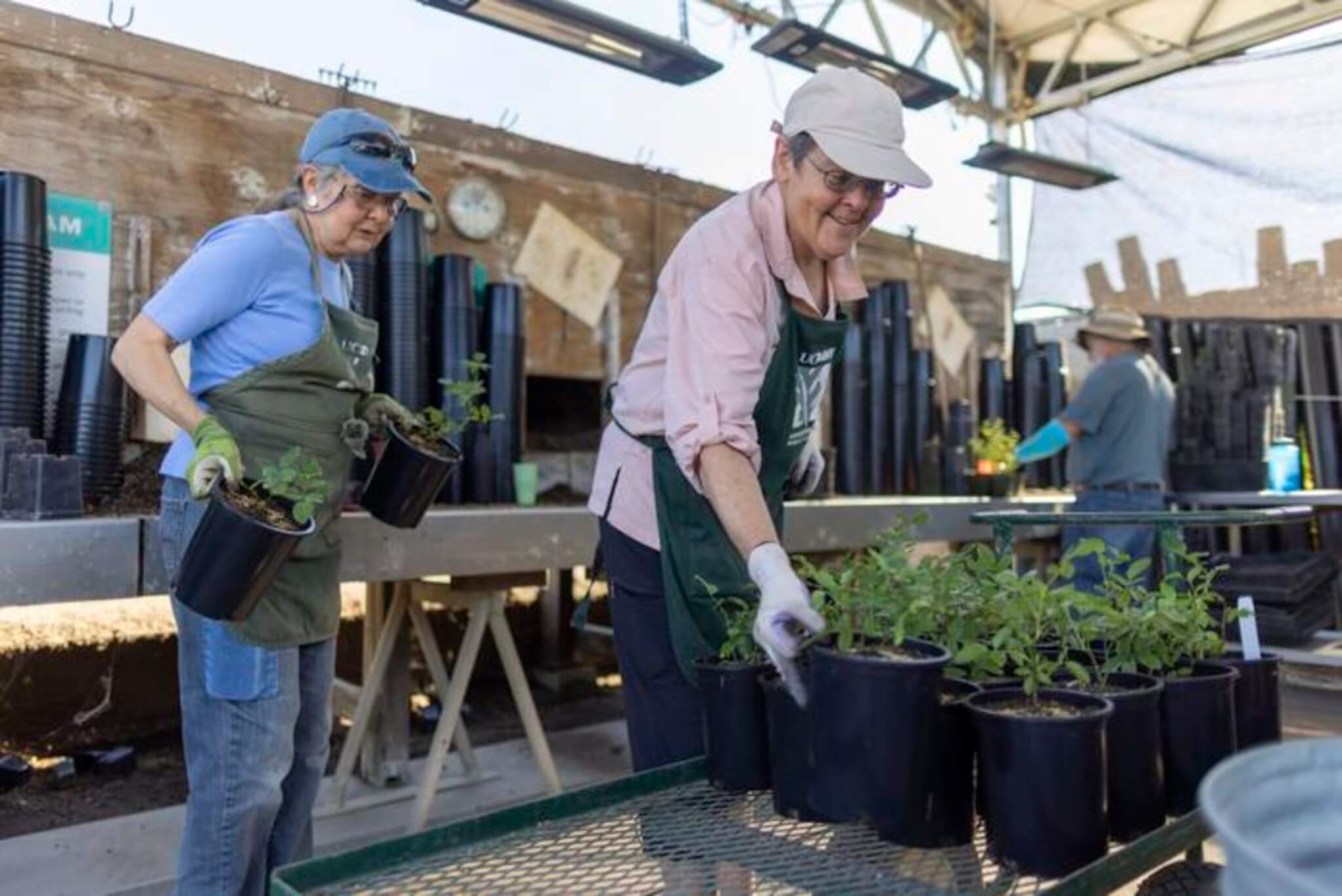 Seniors stay active at the UC Davis Arboretum Nursery