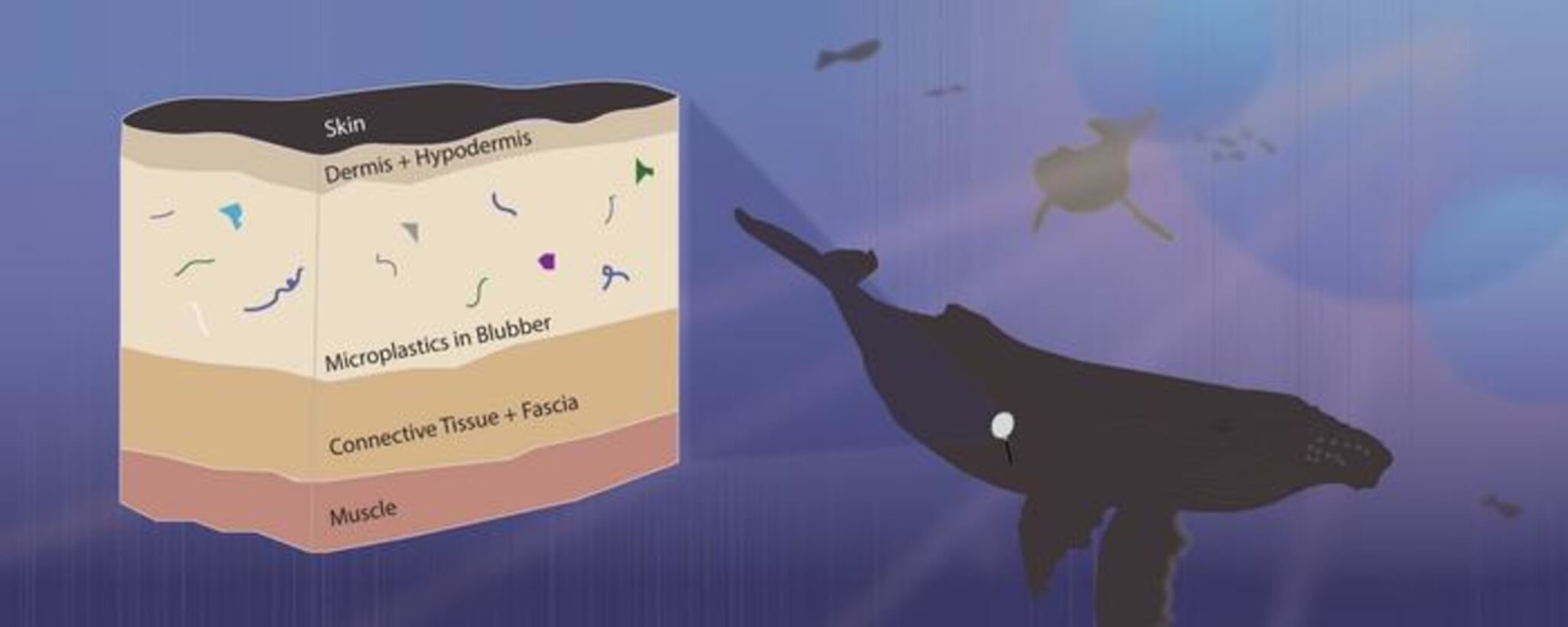 Graphical Abstract from a paper in Environmental Pollution showing where in a whale's anatomy plastic particles may be found. 