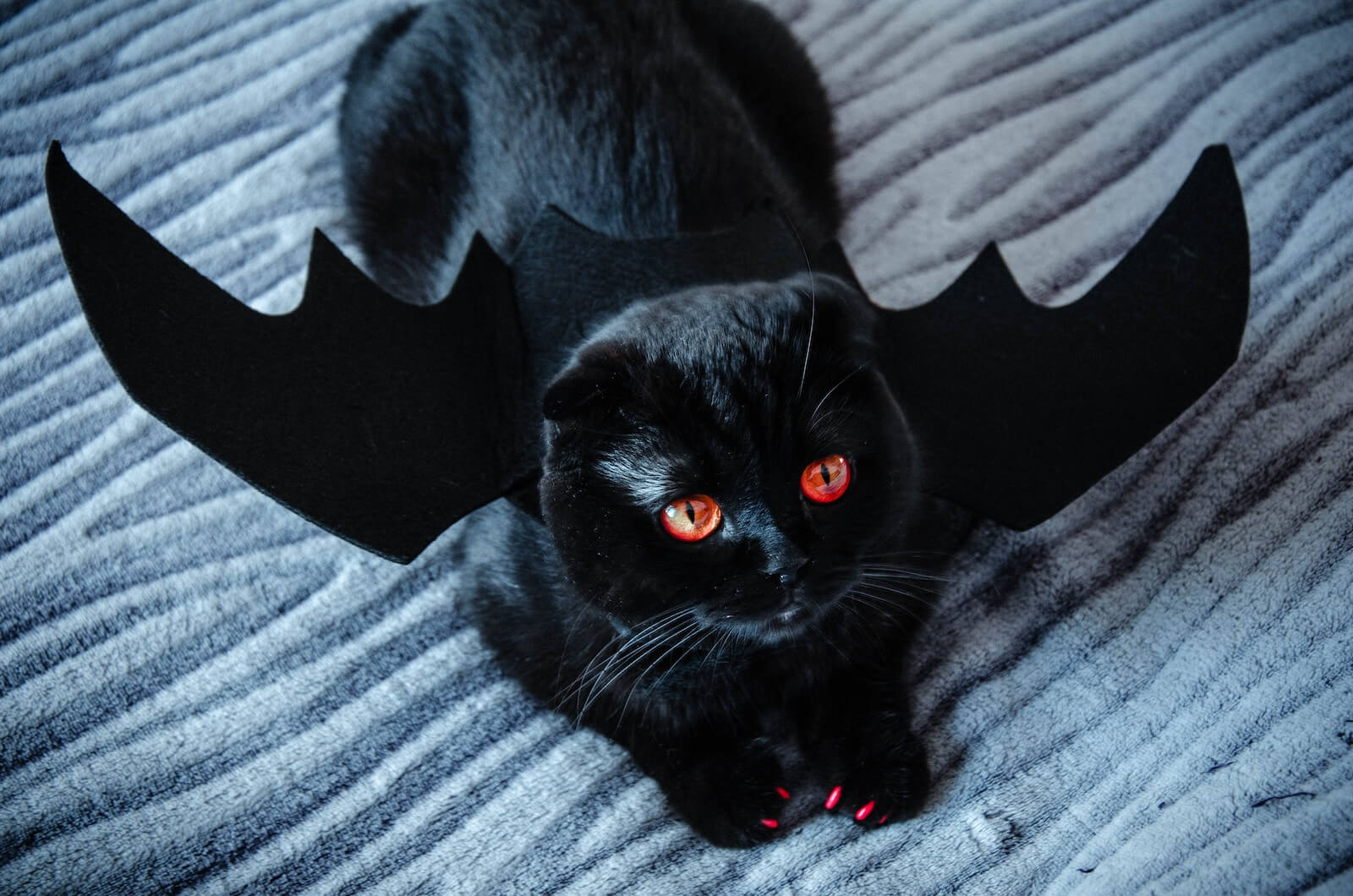 Black cat in bat costume on gray textile
