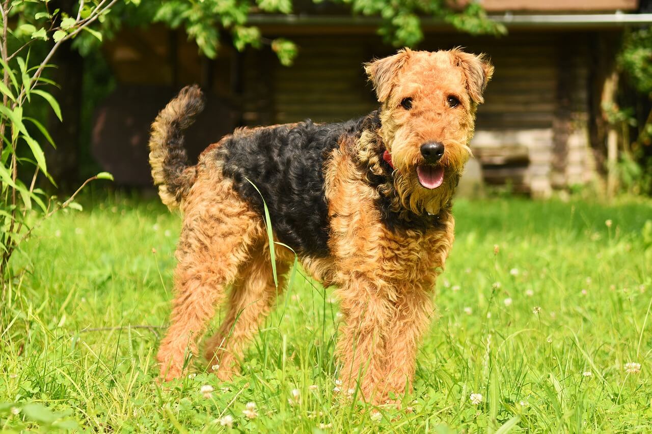 dog, airedale terrier, domestic animal