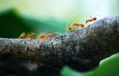 Macro Photo of Five Orange Ants