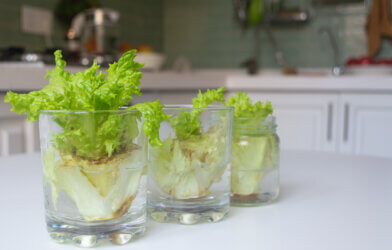 lettuce in water glasses