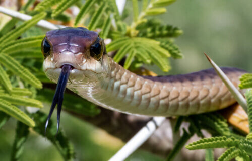 Boomslang (Dispholidus typus) snake from South Africa
