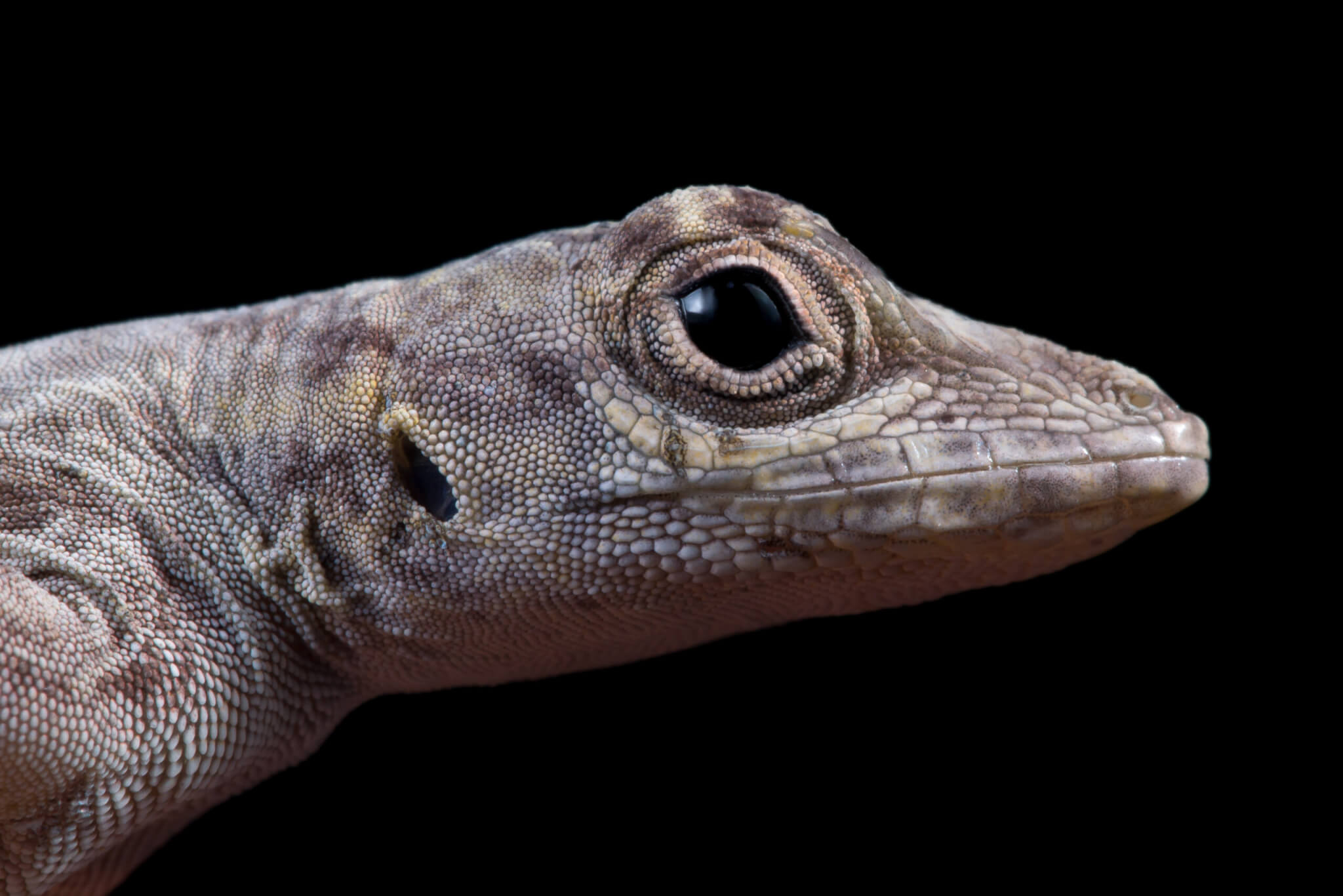 A female bark anole (Anolis distichus) lizard.