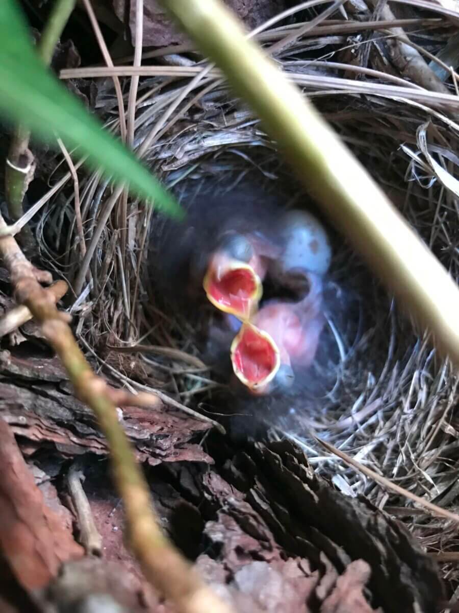 Baby juncos in a nest at UCLA. The birds mostly nest and feed near the ground