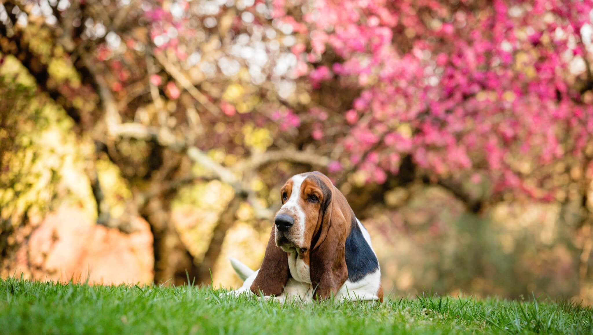 Basset Hound lying in the grass