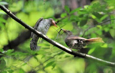 A member of the stick insect species Ramulus mikado is fed to a brown-eared bulbul chick.
