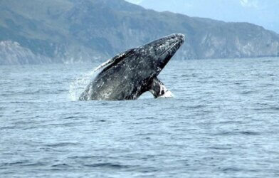 A gray whale breaching.